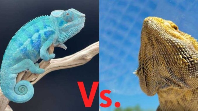Chameleons are mostly insectivores, while bearded dragons are omnivores.