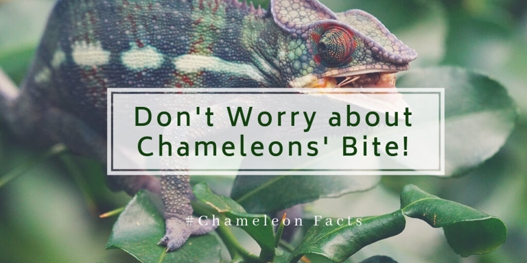 Chameleons are not naturally aggressive but may bite if they feel threatened.