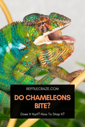 Chameleons are not naturally aggressive, but they can bite if they feel threatened.