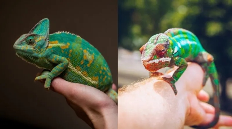 Chameleons are not typically friendly, and they do not like to be handled.