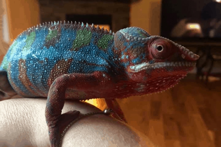 Chameleons are one of the most low-maintenance pets you can have, but they still need proper care.