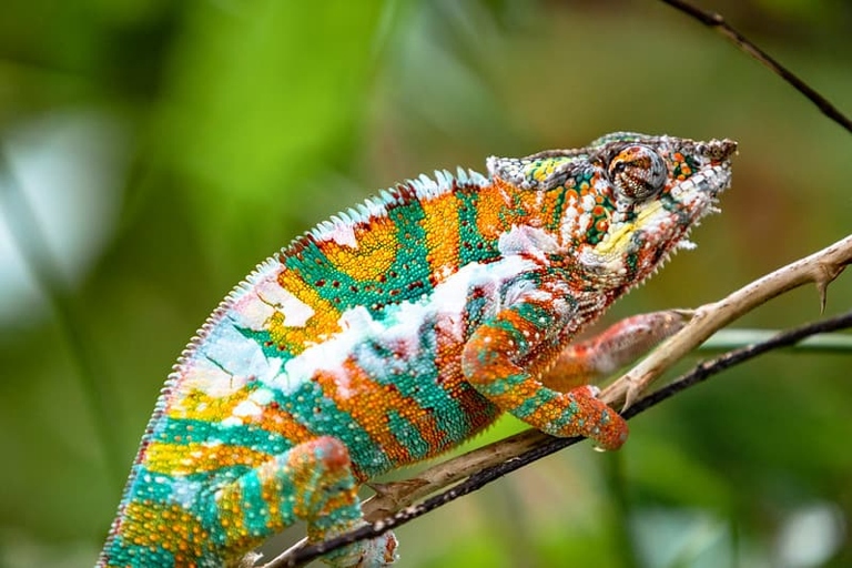 Chameleons can be great pets if you take the time to bond with them.