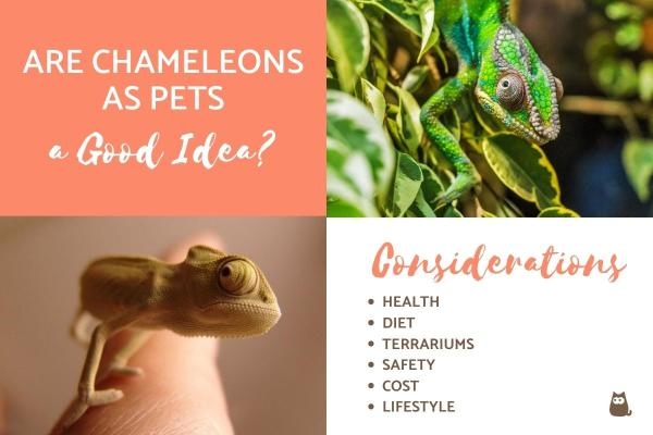 Chameleons can make great pets, but they are not for everyone.