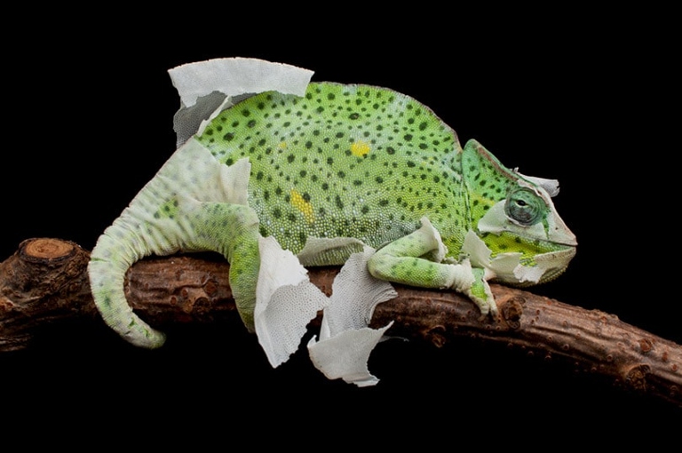 Chameleons can shed their skin up to three times a year.