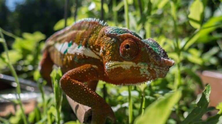 Chameleons can smell if they make certain choices that lead to smelly chameleons.