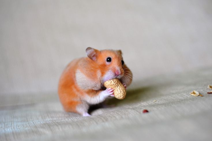 Cheek eversion is a common behavior in hamsters.