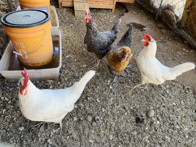 Chickens are messy, but letting them forage can help control the mess.