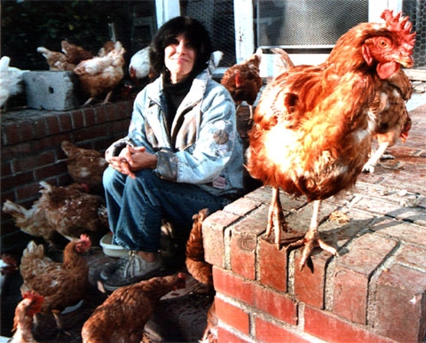 Chickens are social creatures that can form strong bonds with their owners.