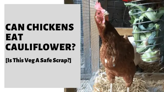 Chickens can eat cauliflower, but too much can cause health problems.