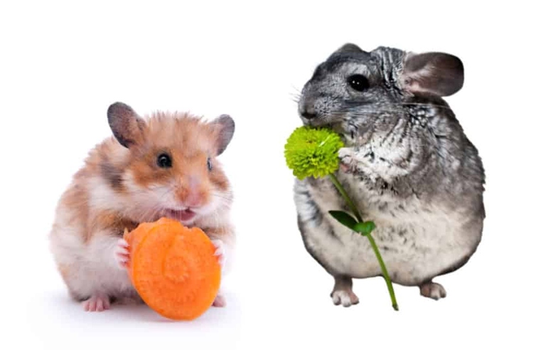 Chinchillas and hamsters are both small animals, but their diets are quite different.