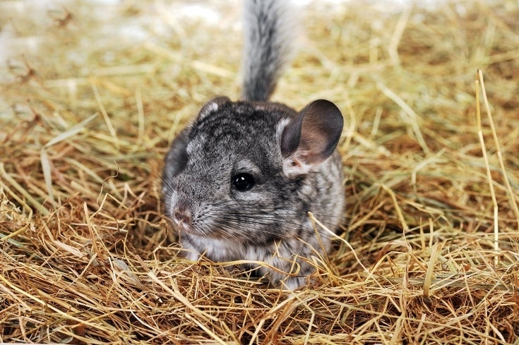 Chinchillas and hamsters have different dietary needs and so their food should not be substituted for one another.