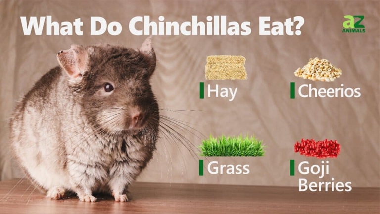 Chinchillas are herbivores and their diet should consist mostly of hay.
