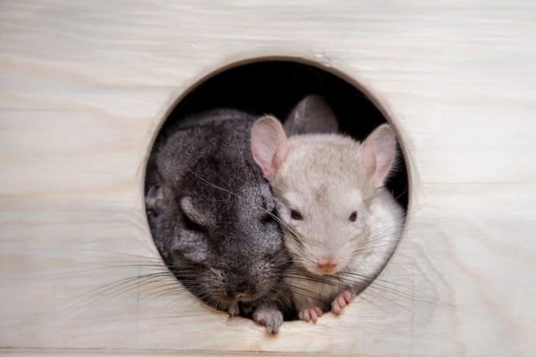 Chinchillas are very active and playful, while hamsters are more timid and less social.