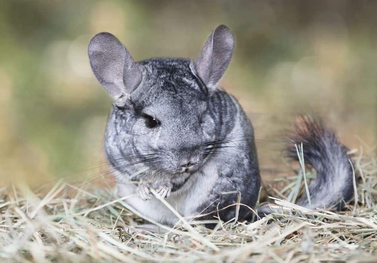 Chinchillas can eat most human foods, but there are a few exceptions.