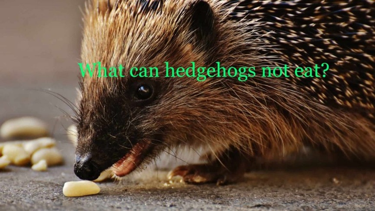 Chocolate is not safe for hedgehogs to eat.