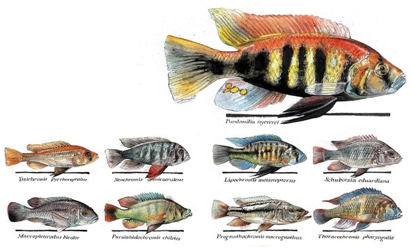 Cichlids are a diverse group of fish, with many different personalities.
