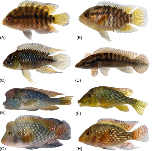 Cichlids are a type of fish that come in many different shapes and sizes.