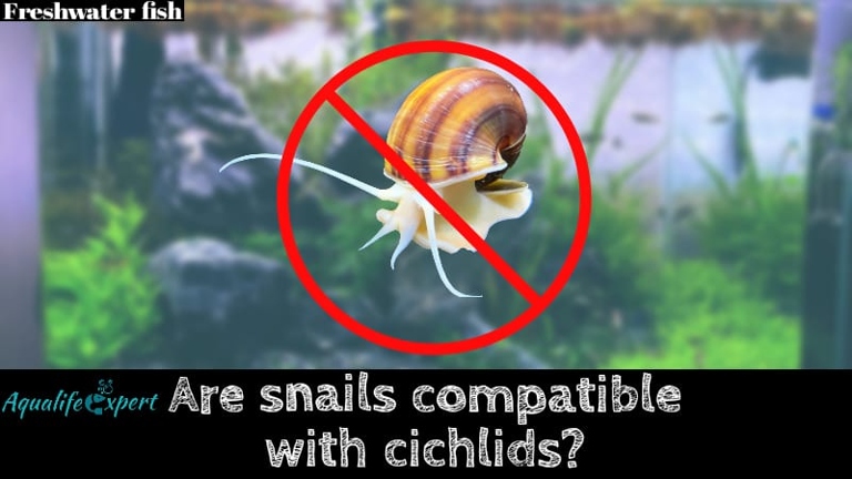 Cichlids can live with snails, but some may eat them.