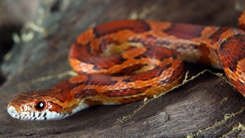 Clean the habitat regularly to prevent your corn snake from smelling.