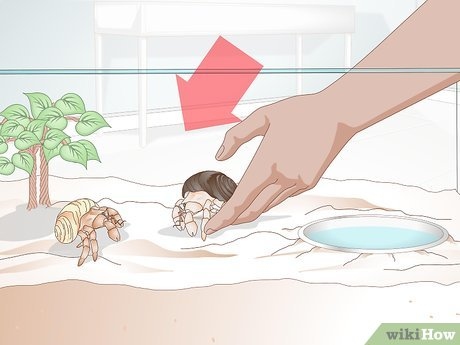 Cleaning a hermit crab tank is easy and only takes a few minutes.