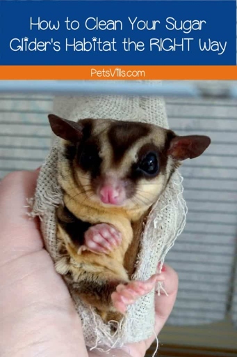 Cleaning a sugar glider's cage and accessories is best done with unscented soap and water.