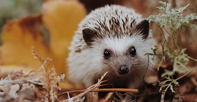 Cleaning and care for a hedgehog is not difficult, but does require some special attention.