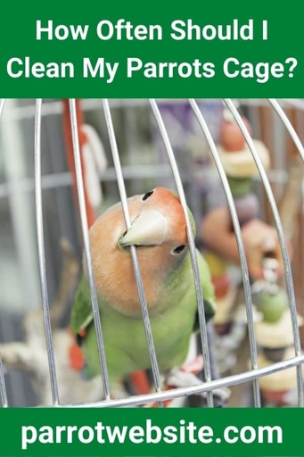 Cleaning the bottom of the cage is important to prevent the bird from sitting in its own waste.