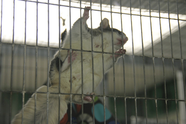 Cleaning the cage is important to keeping your sugar glider healthy.