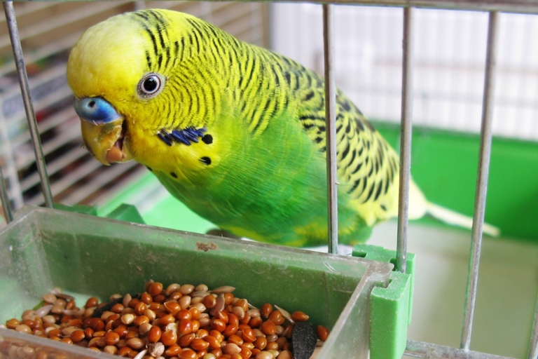 Cleaning the food dishes is an important part of keeping your bird cage clean.
