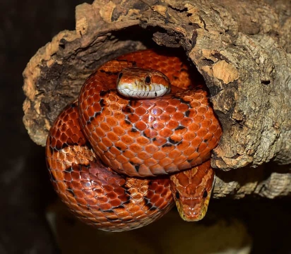 Climbing is a great way for corn snakes to stay active and healthy.