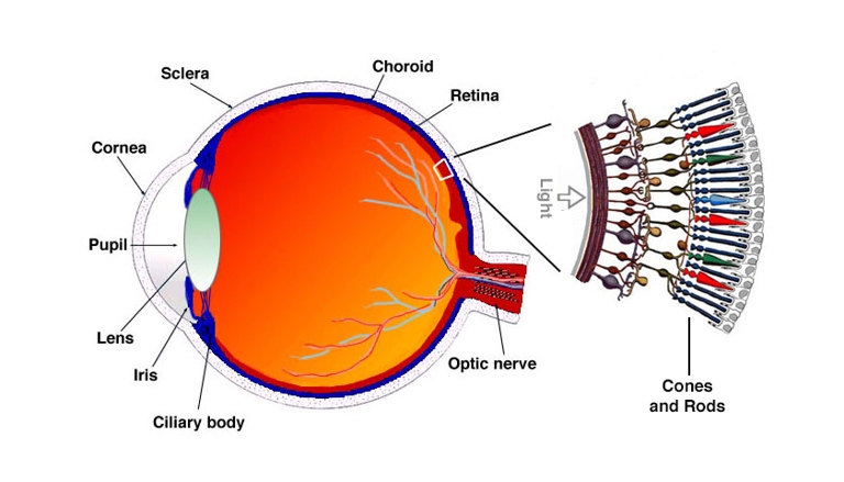 Cone cells are the cells in the eye that are responsible for color vision.