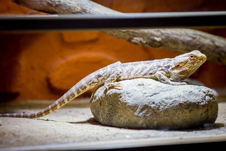 Corn snakes and bearded dragons can coexist peacefully if their habitat is set up correctly.