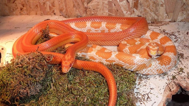 Corn snakes are a great beginner pet for those looking to get into the reptile world.