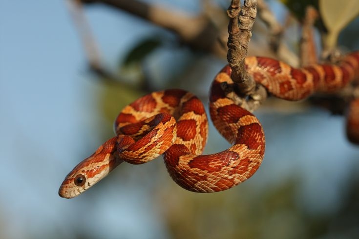 Corn snakes are a great choice for a pet snake.