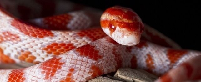 Corn snakes are known to be good climbers.