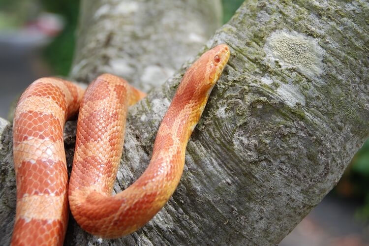 Corn snakes are not arboreal.