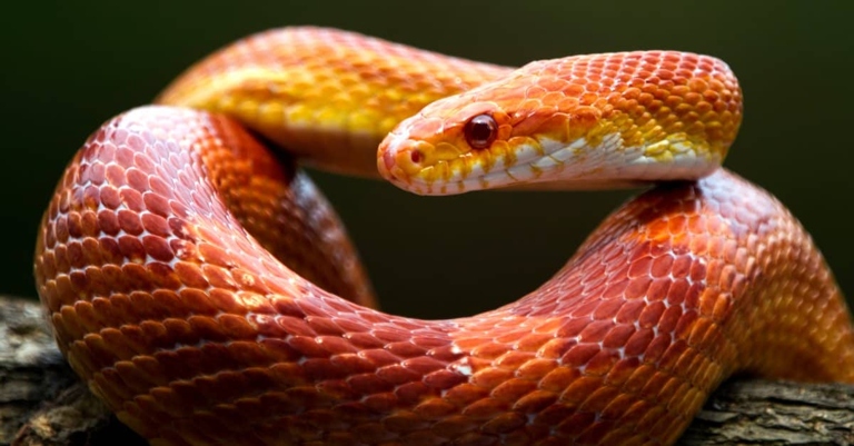 Corn snakes are not arboreal, but they do feed on small mammals and birds.