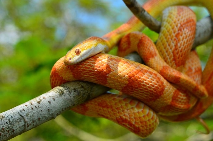 Corn snakes are not arboreal, but they do like it warm and humid.