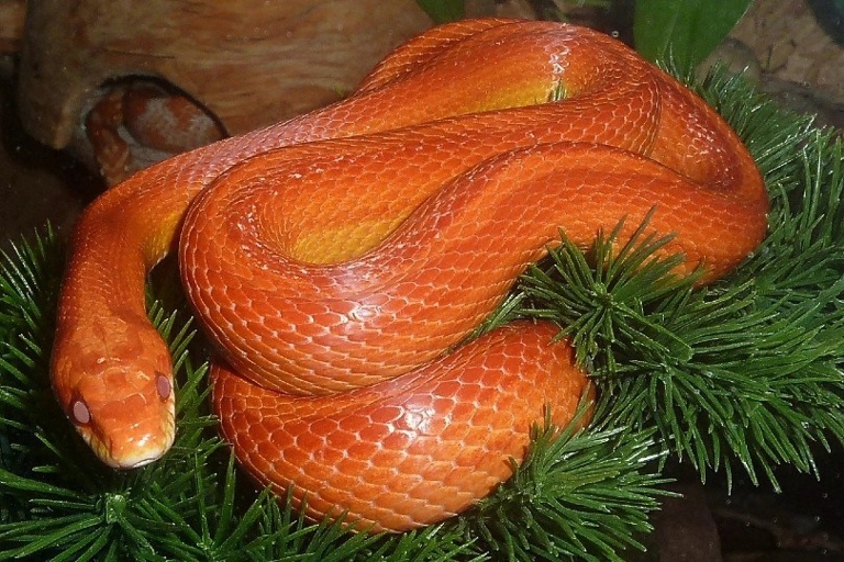 Corn snakes can grow to be up to 6 feet long.