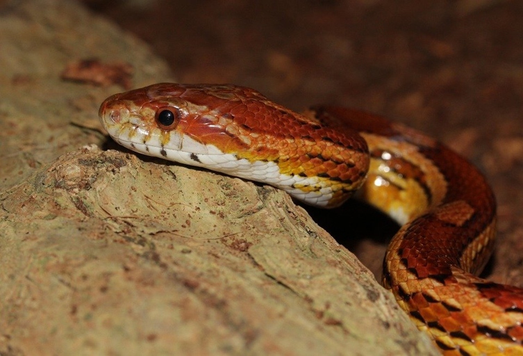 Corn snakes make great pets because they are gentle and easy to care for.