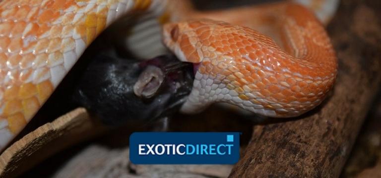 Corn snakes typically eat one to two times a week.