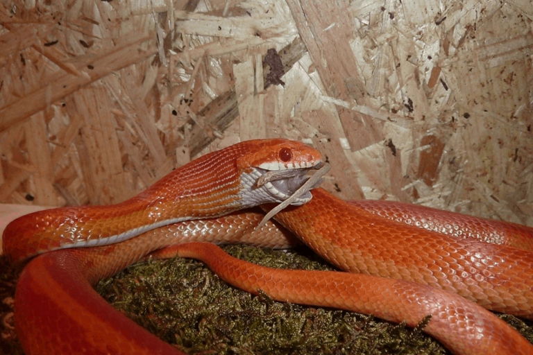 Corn snakes typically hibernate for about 6 months.