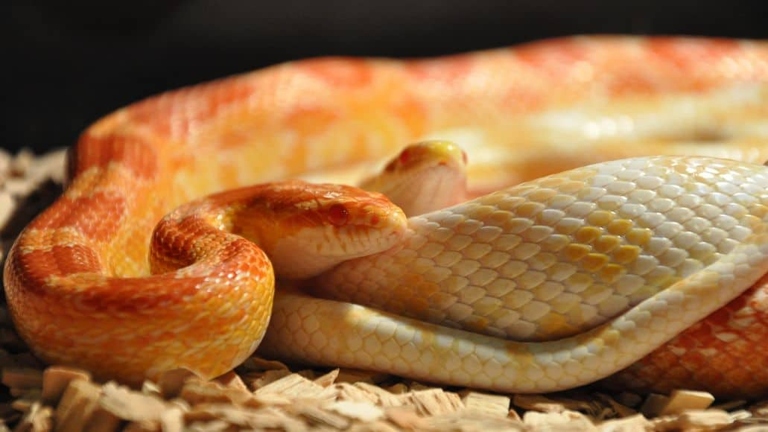 Corn snakes typically hibernate from October to March.