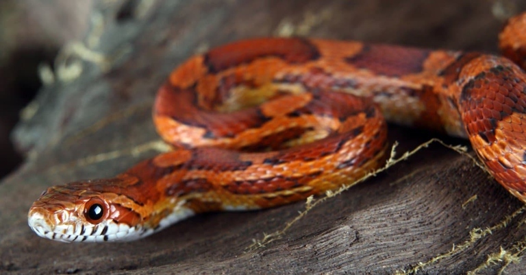 Corn snakes typically live between 10 and 20 years.