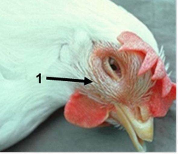 Coryza is a highly contagious disease that affects the respiratory system of chickens.