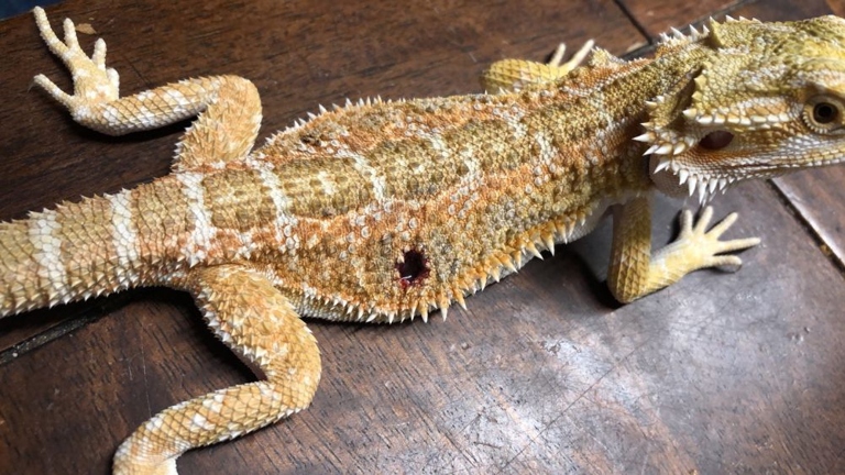Crickets can bite a bearded dragon, which can lead to infection.