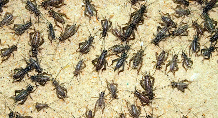 Crickets can carry parasites that can be harmful to bearded dragons.