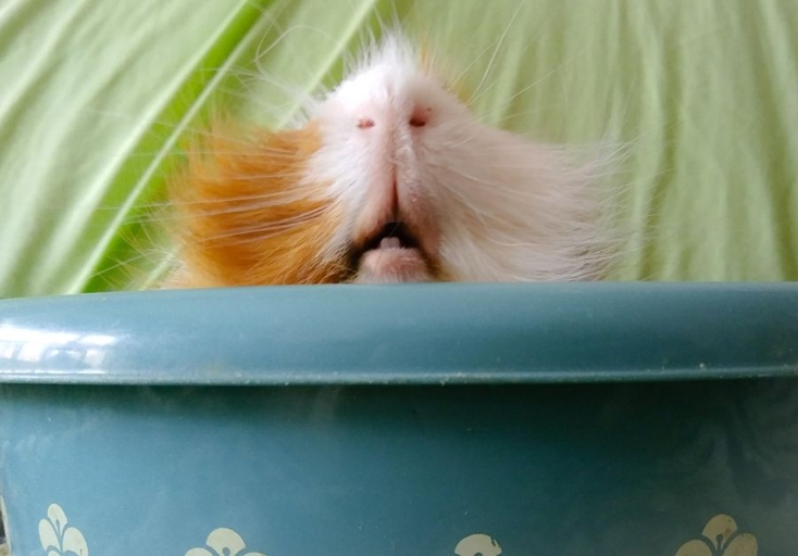 Cuddle sacks and cups are great for guinea pigs who are chattering their teeth.