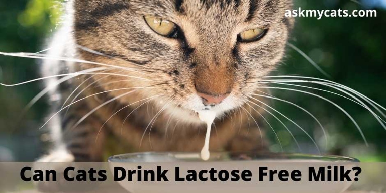 Dairy milk can harm your cat because it contains lactose, which cats are unable to digest.