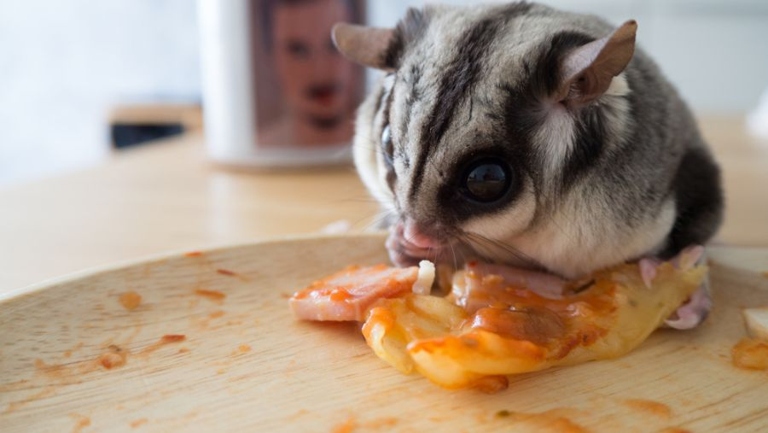 Dairy products are harmful to sugar gliders because they are unable to digest lactose.